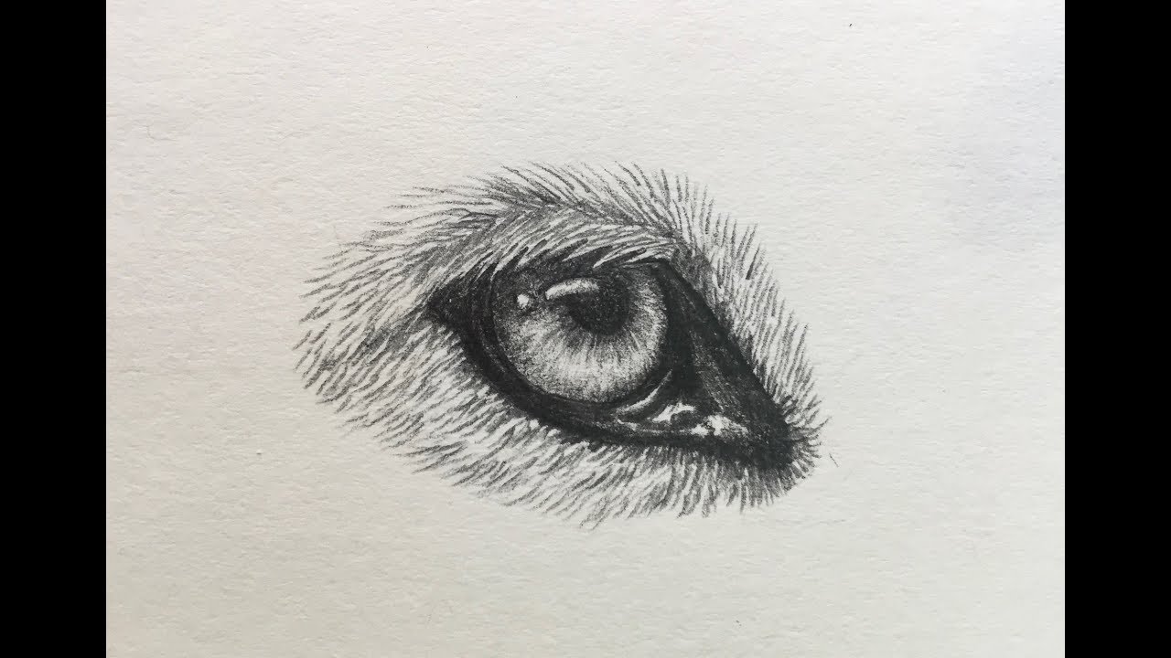 Werewolf Eyes Drawing Modern Sketch