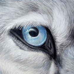 Werewolf Eyes Drawing Realistic Sketch