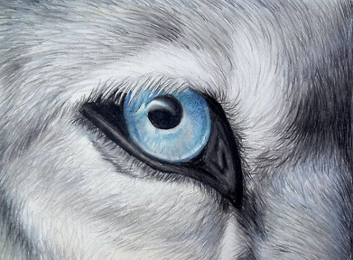 Werewolf Eyes Drawing Realistic Sketch