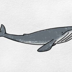 Whale Drawing Art