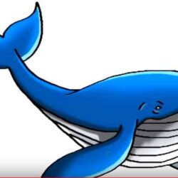 Whale Drawing Detailed Sketch