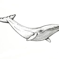 Whale Drawing Hand Drawn
