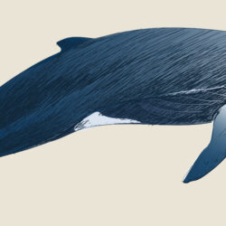 Whale Drawing Intricate Artwork