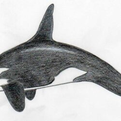 Whale Drawing Modern Sketch