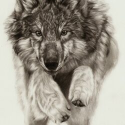 Wolf Drawing