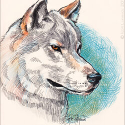 Wolf Drawing Amazing Sketch