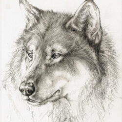 Wolf Drawing Artistic Sketching