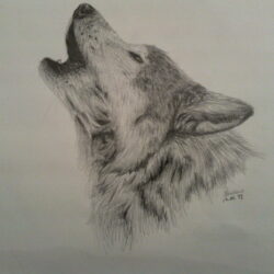 Wolf Drawing Detailed Sketch