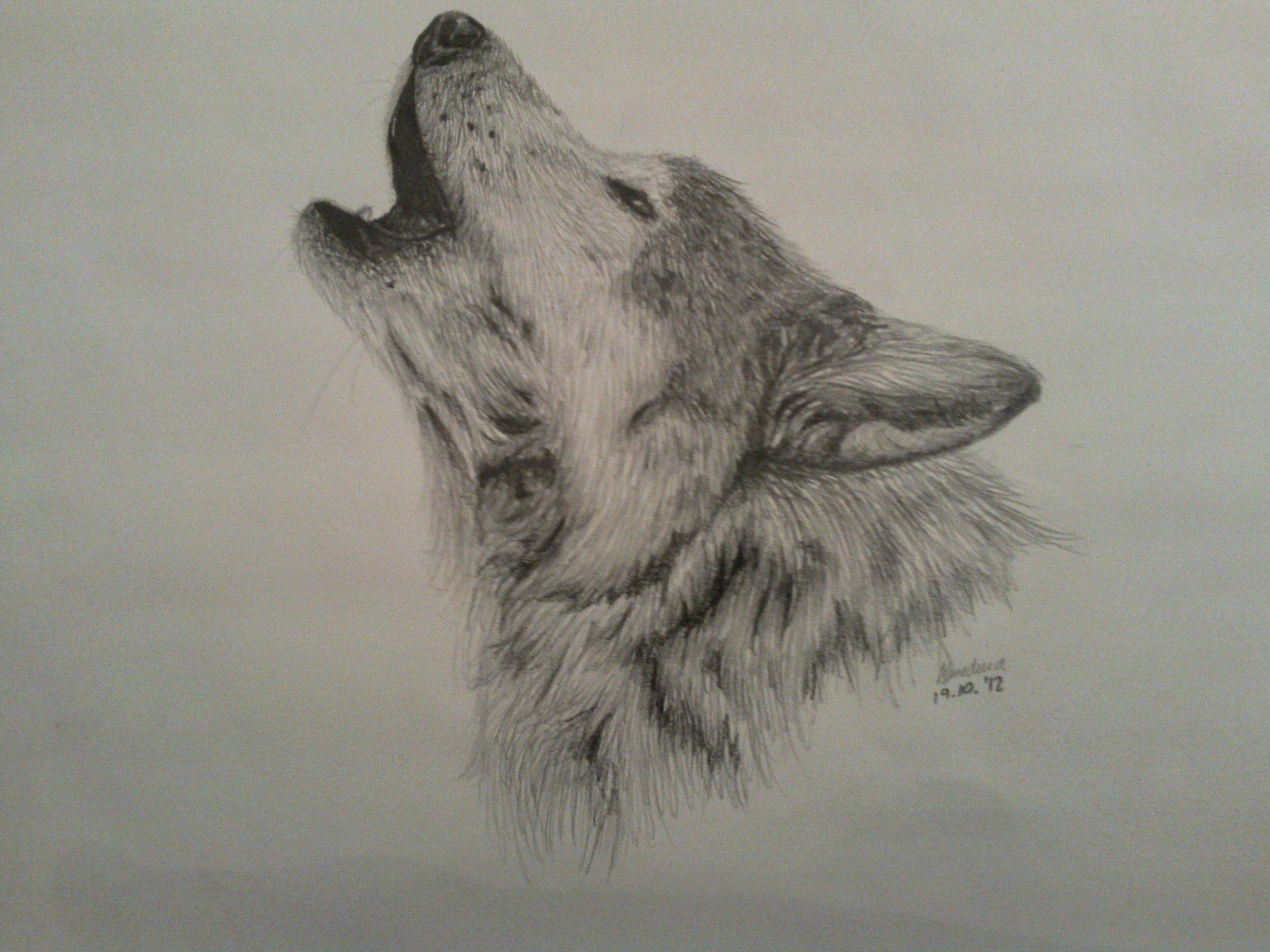 Wolf Drawing Detailed Sketch