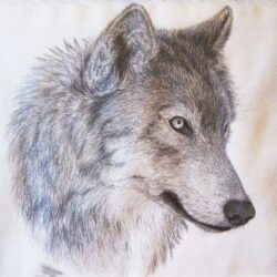 Wolf Drawing Fine Art