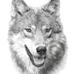 Wolf Drawing Hand Drawn