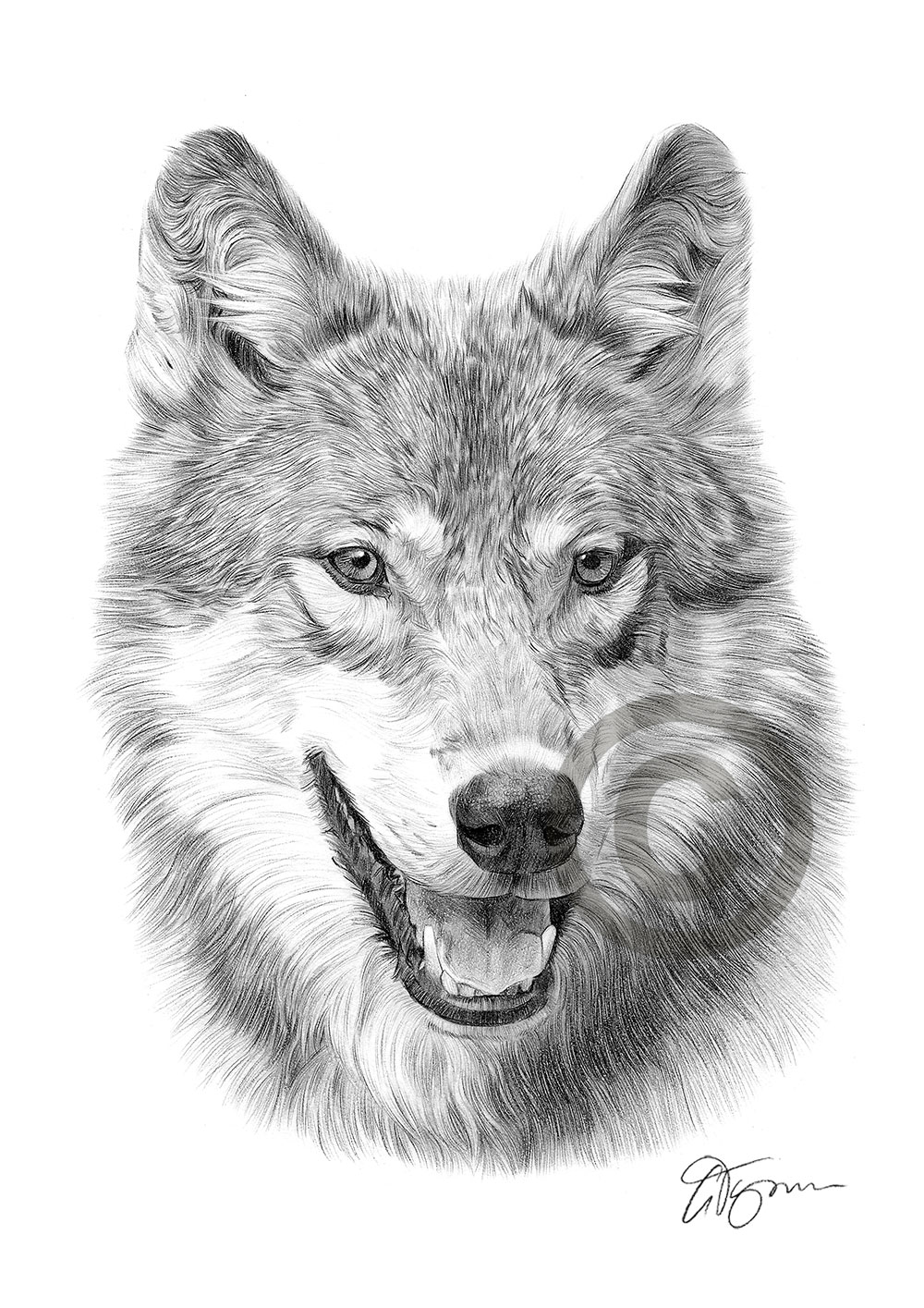 Wolf Drawing Hand Drawn