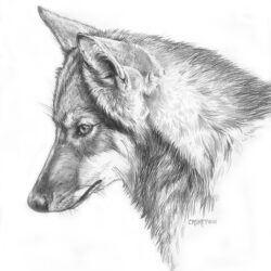 Wolf Drawing Intricate Artwork