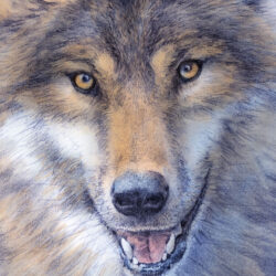 Wolf Drawing Photo