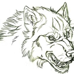 Wolf Drawing Professional Artwork