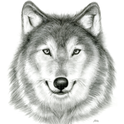 Wolf Drawing Sketch