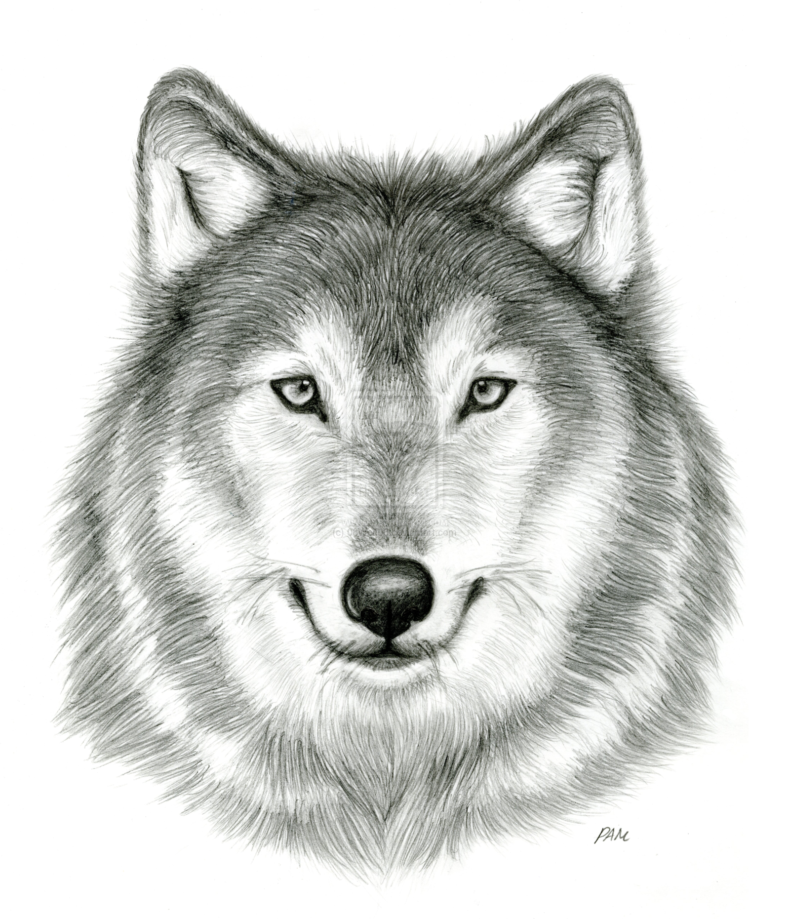 Wolf Drawing Sketch