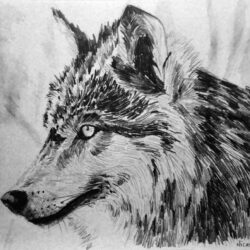 Wolf Drawing Unique Art