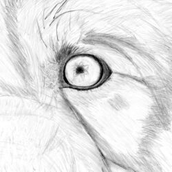 Wolf Eye Drawing Beautiful Artwork