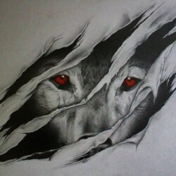 Wolf Eye Drawing Detailed Sketch