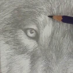 Wolf Eye Drawing Fine Art