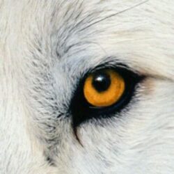 Wolf Eye Drawing Image