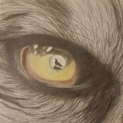 Wolf Eye Drawing Intricate Artwork