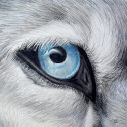 Wolf Eye Drawing Photo