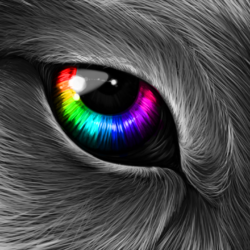 Wolf Eye Drawing Professional Artwork