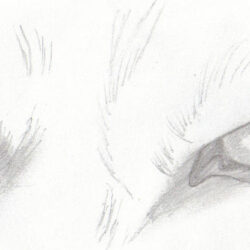 Wolf Eye Drawing Sketch