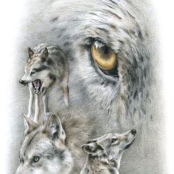 Wolf Face Drawing Amazing Sketch