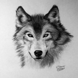 Wolf Face Drawing Fine Art