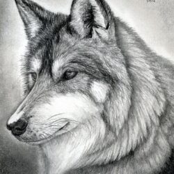 Wolf Face Drawing Hand Drawn Sketch