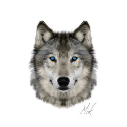 Wolf Face Drawing Modern Sketch