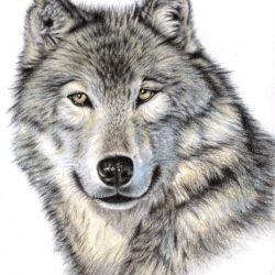 Wolf Face Drawing Photo