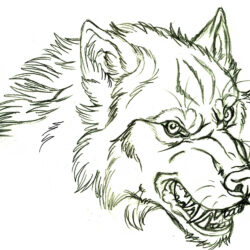 Wolf Face Drawing Picture