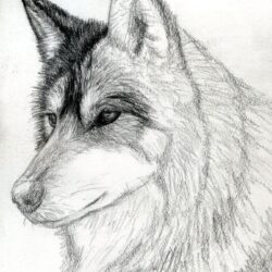 Wolf Face Drawing Realistic Sketch