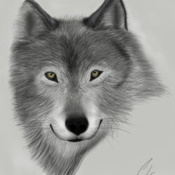 Wolf Face Drawing Sketch