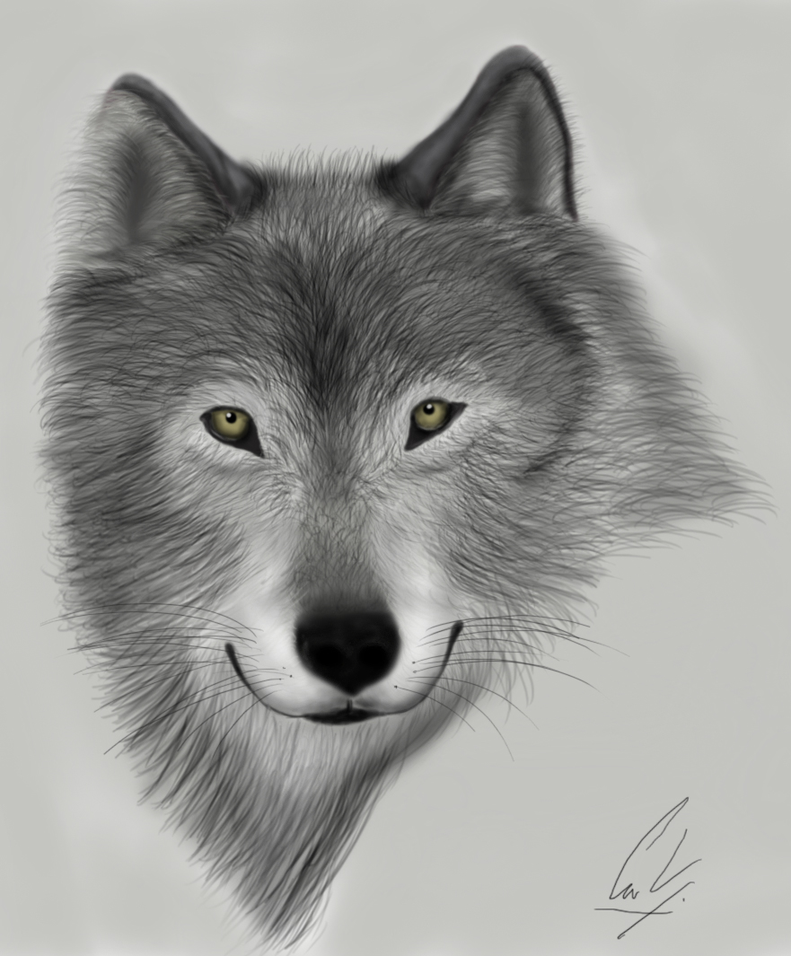 Wolf Face Drawing Sketch