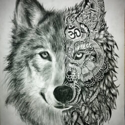 Wolf Face Drawing Stunning Sketch