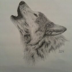 Wolf Howling At The Moon Drawing