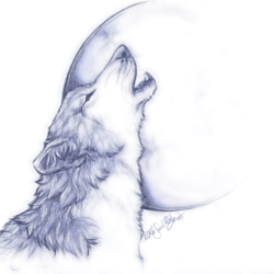 Wolf Howling At The Moon Drawing Amazing Sketch