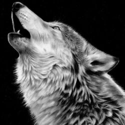 Wolf Howling At The Moon Drawing Hand Drawn Sketch