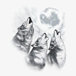 Wolf Howling At The Moon Drawing Sketch