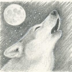 Wolf Howling At The Moon Drawing Stunning Sketch