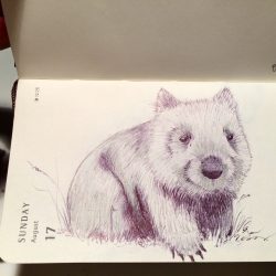 Wombat Drawing