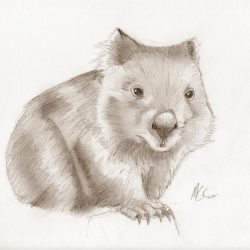 Wombat Drawing Amazing Sketch