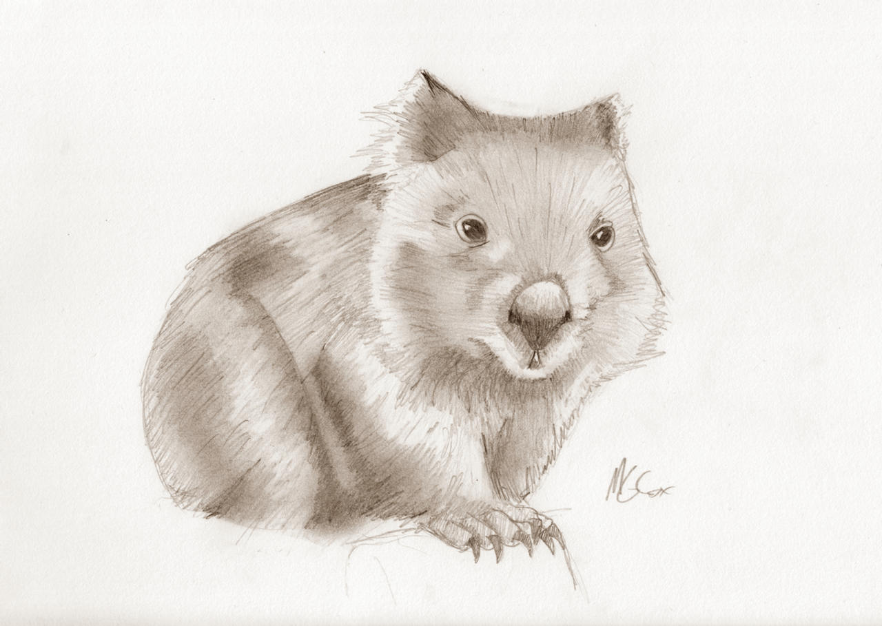 Wombat Drawing Amazing Sketch
