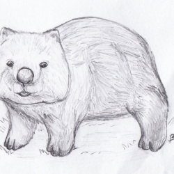 Wombat Drawing Art