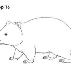 Wombat Drawing Creative Style